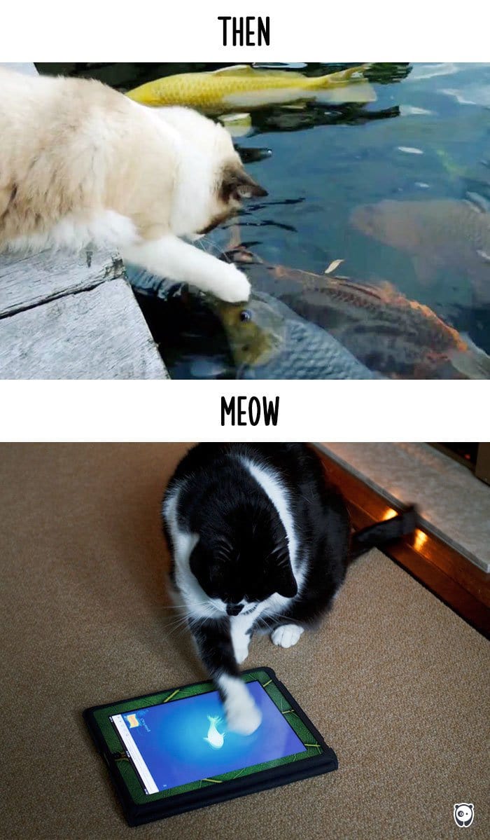 cats-then-now-fishing