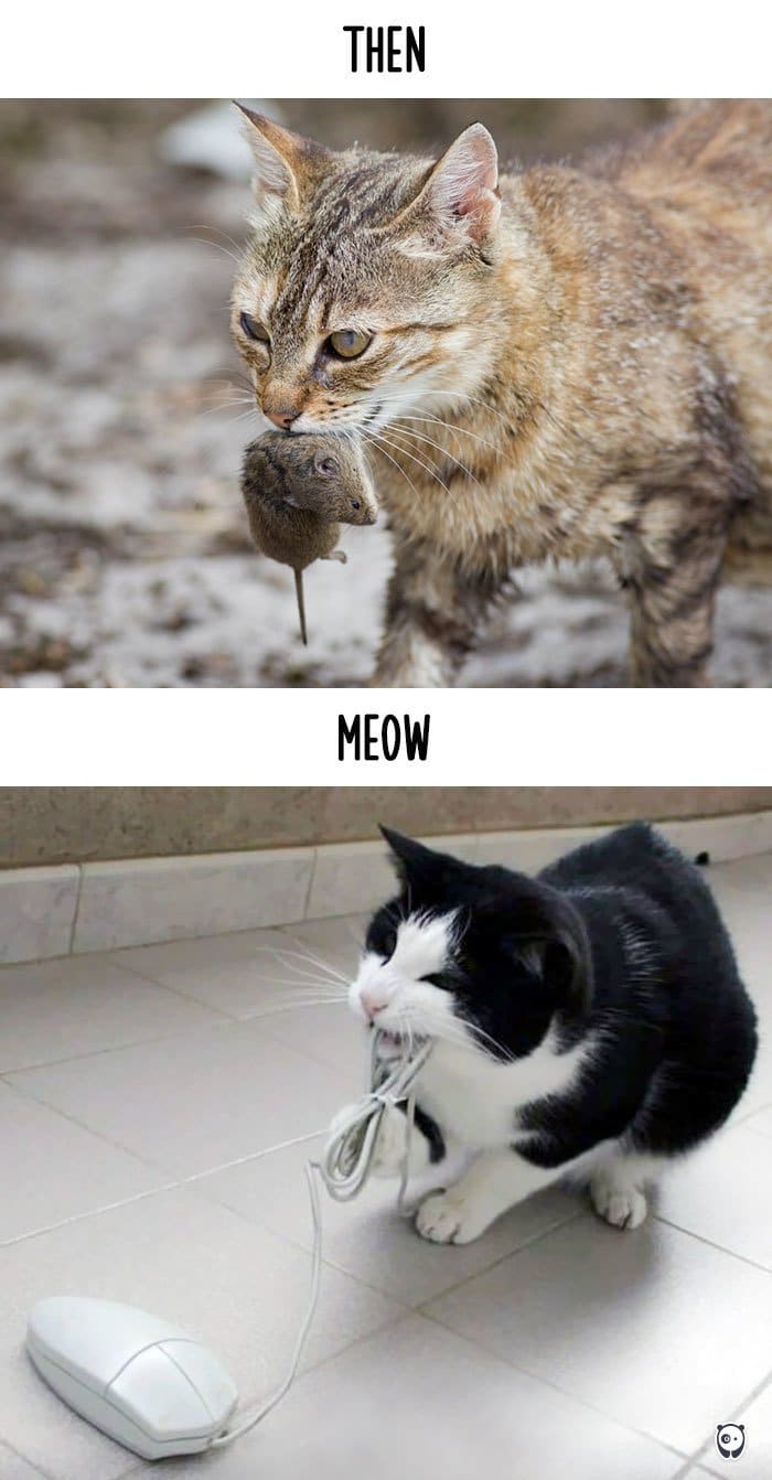 cats-then-now-hunting