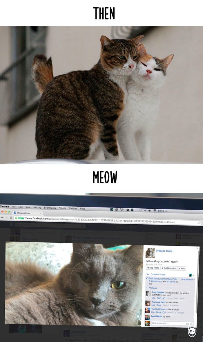 cats-then-now-love