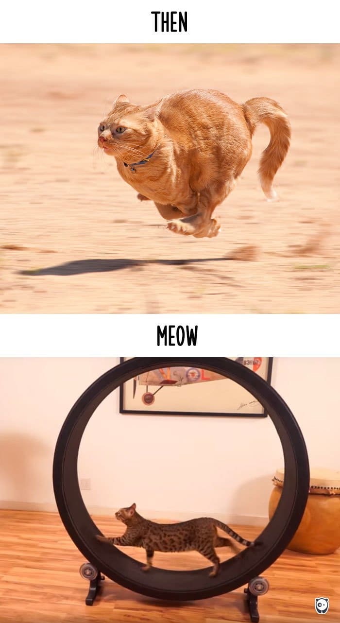 cats-then-now-running