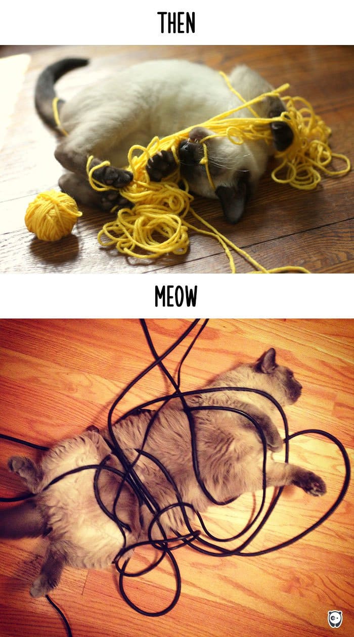 cats-then-now-tangled