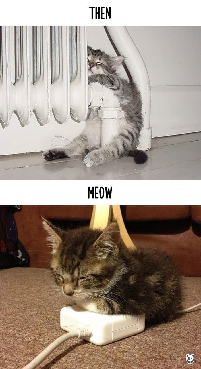 cats-then-now-warm
