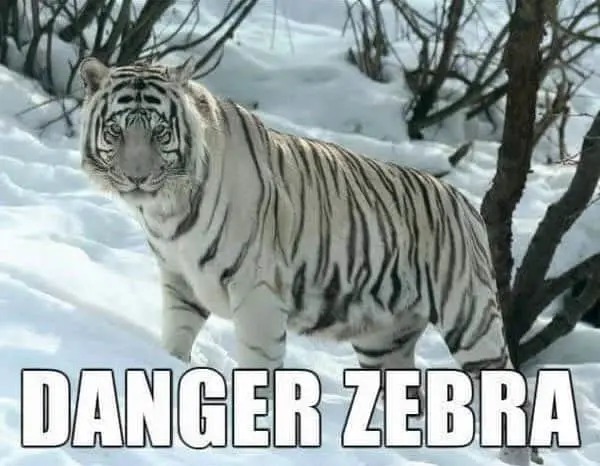 40 Funny Animal Names That Sound So Much Better
