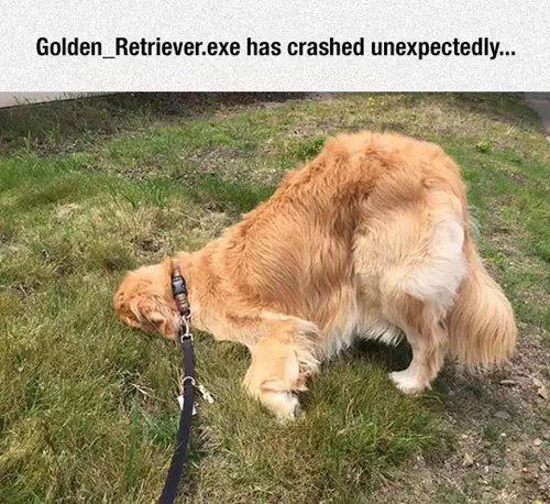 dog-crashed