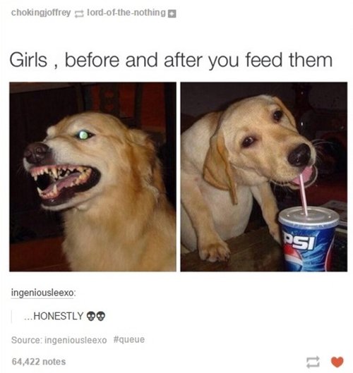 dog-feed
