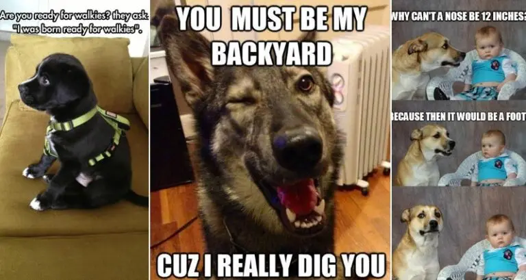14 Funny Photos Of Dogs To Brighten Your Day