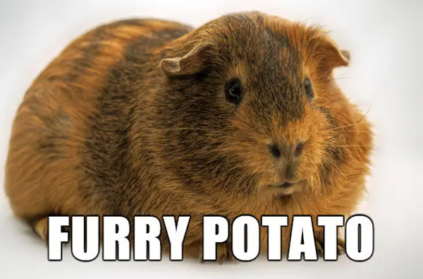 40 Funny Animal Names That Sound So Much Better