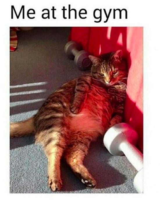 gym-cat