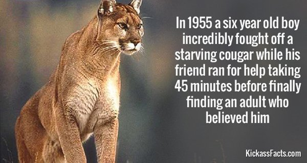 historic-badasses-cougar