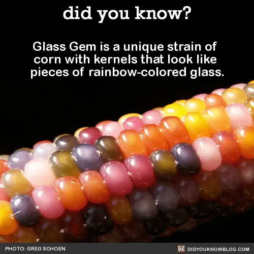 close up of glass gem corn showing multicolored kernels
