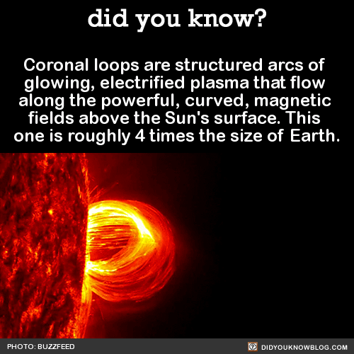 coronal loops above the suns surface 