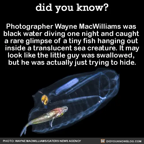 small fish inside of translucent sea creature