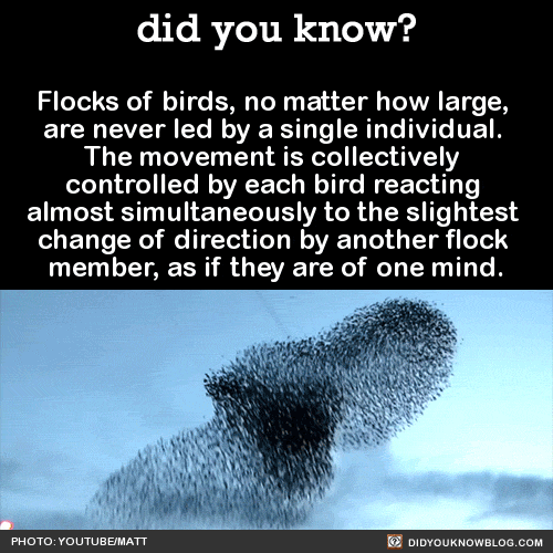 birds flying in the sky moving together at the same time
