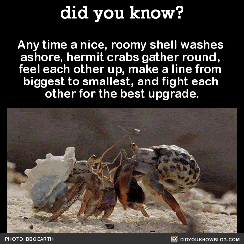 hermit crabs fighting over a shell 