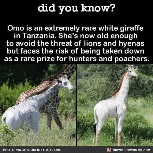 omo the rare white giraffe in tanzania in grass fields 