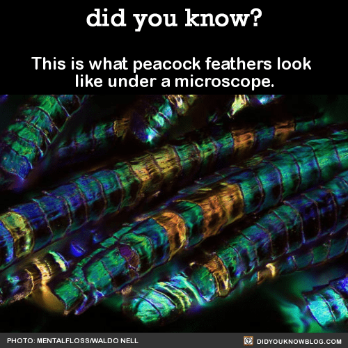 microscopic view of peacock feathers up close