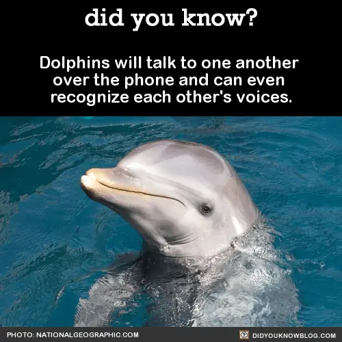 dolphin in water with fact about nature
