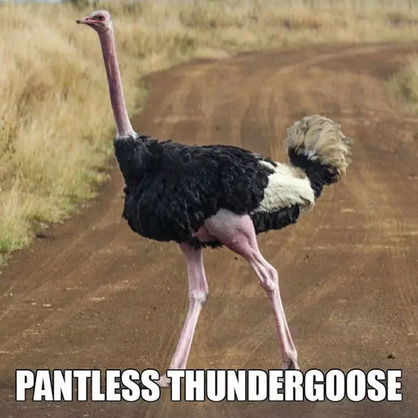 pantless-thundergoose.jpg