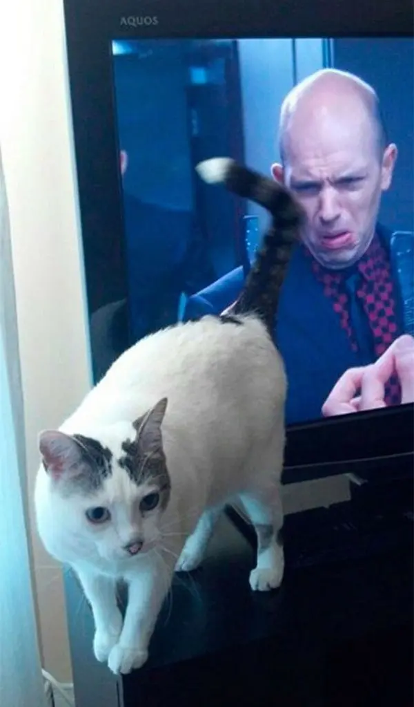 perfectly-timed-cat-bum