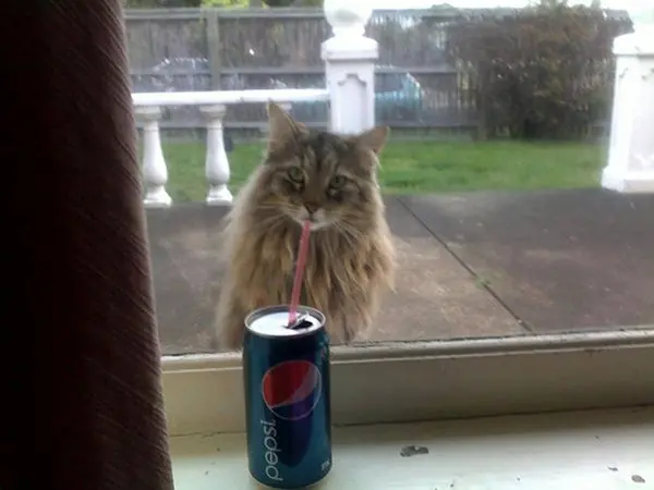 perfectly-timed-cat-drink