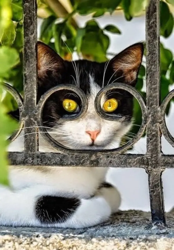 perfectly-timed-cat-eyes