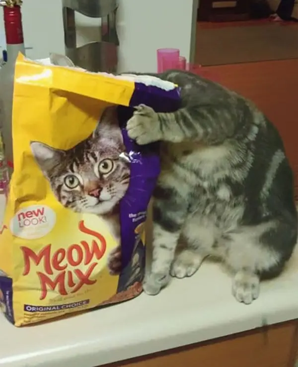 perfectly-timed-cat-meow-mix