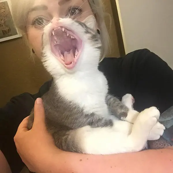 perfectly-timed-cat-mouth