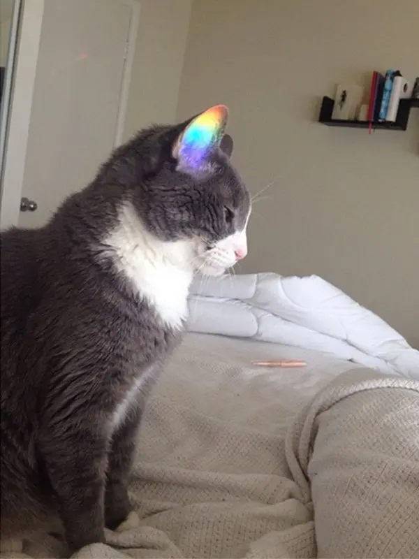 perfectly-timed-cat-rainbow