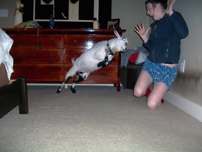 photos-moments-before-disaster-goat