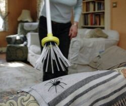 spider catcher