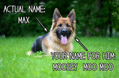 strange-things-dog-owners-name-top