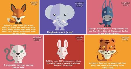 Animal Facts Cute Illustrations