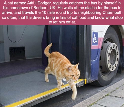 Cat Bus