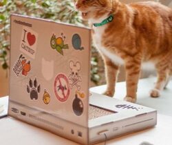 Cat Laptop Scratch Pad