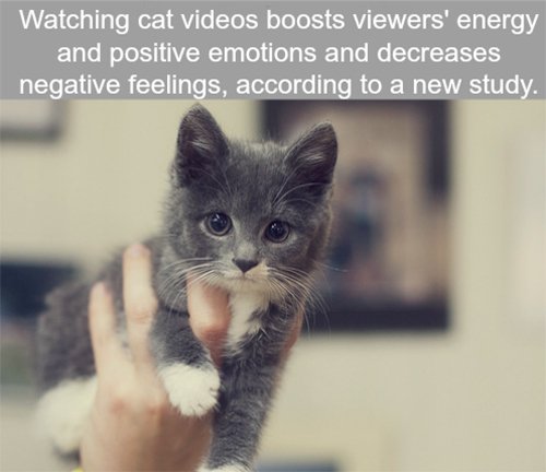 Cat Videos