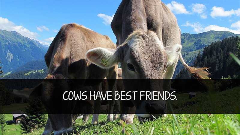 Cow Best Friends