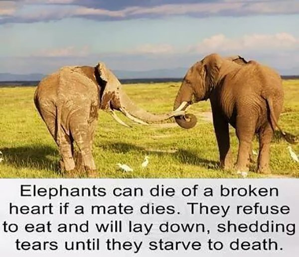 Elephants Die