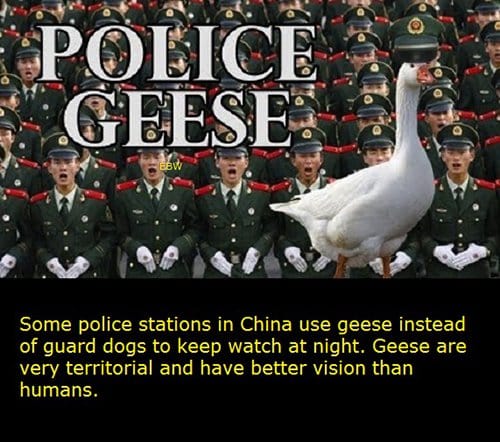 Geese