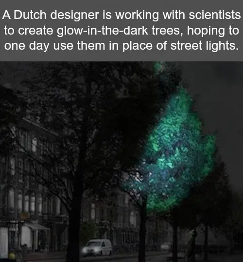 Glow Dark Trees