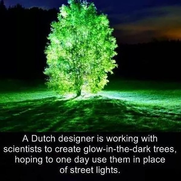 Glow Trees