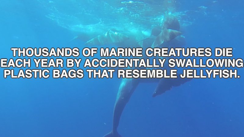Marine Creatures