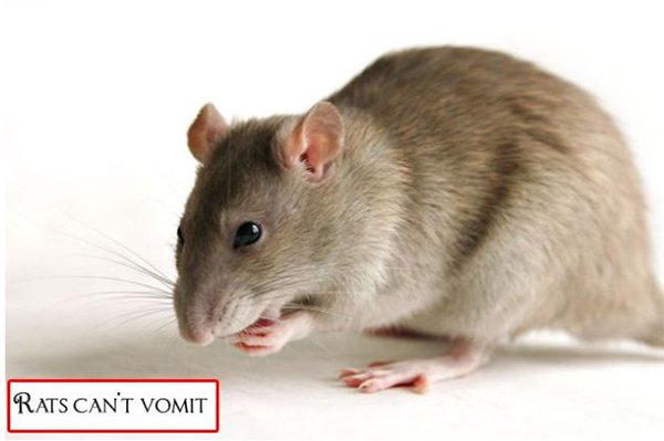 Rats Vomit