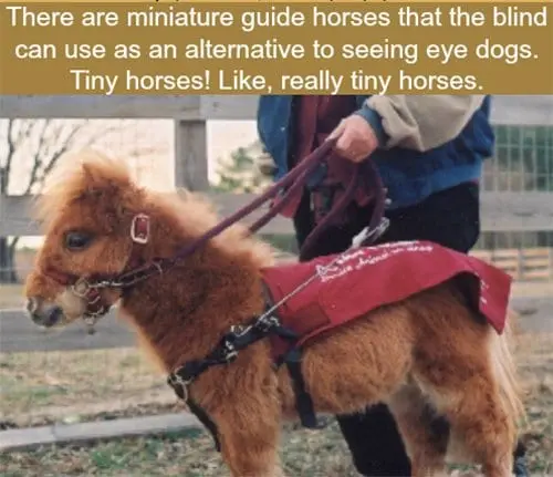 Tiny Horses