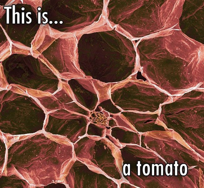 close-up-a-tomato