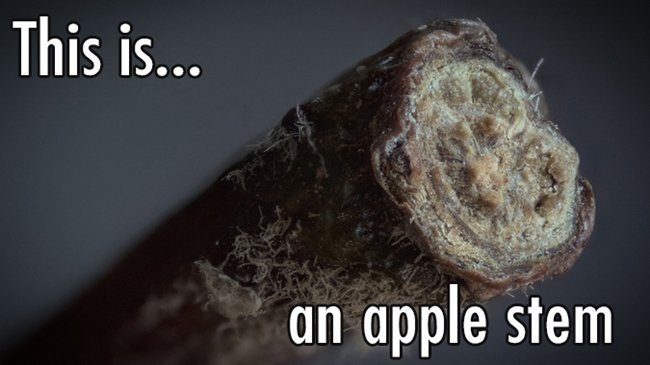 close-up-apple-stem