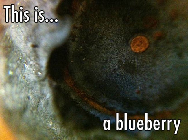 close-up-blueberry