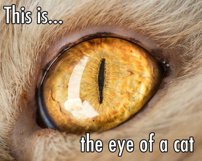 close-up-cat-eye
