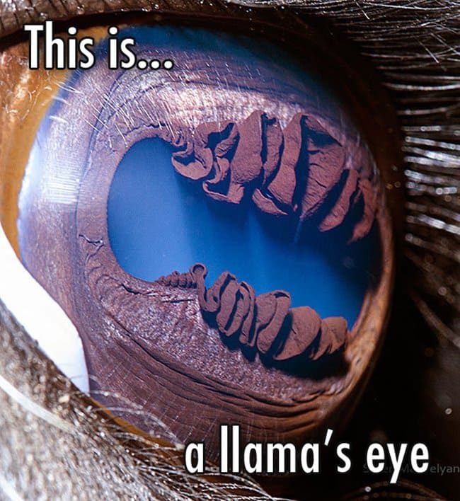 close-up-of-a-llamas-eye