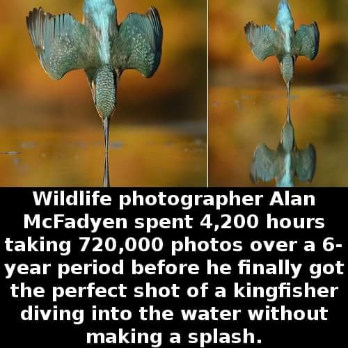 cool-facts-kingfisher