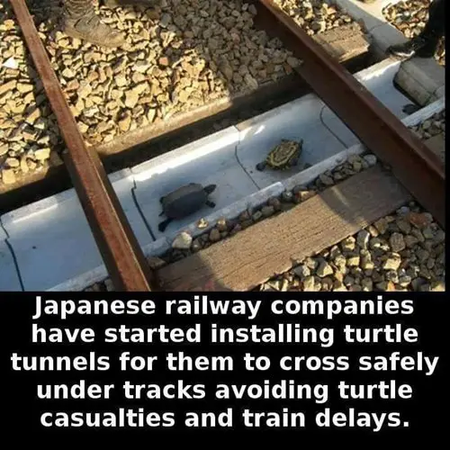 cool-facts-turtle-tunnels